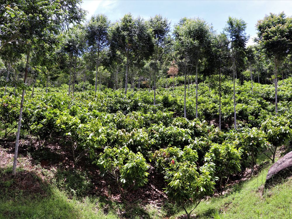 AGROSAVIA's nursery and clonal garden at El Nus Research Center received ICA registration to produce cacao plant material 