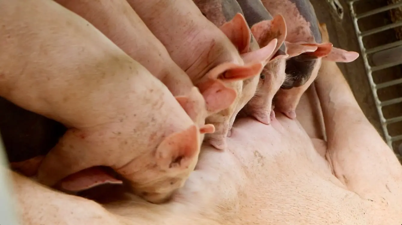 Cuando La Tierra Florece3 Fotor Webp