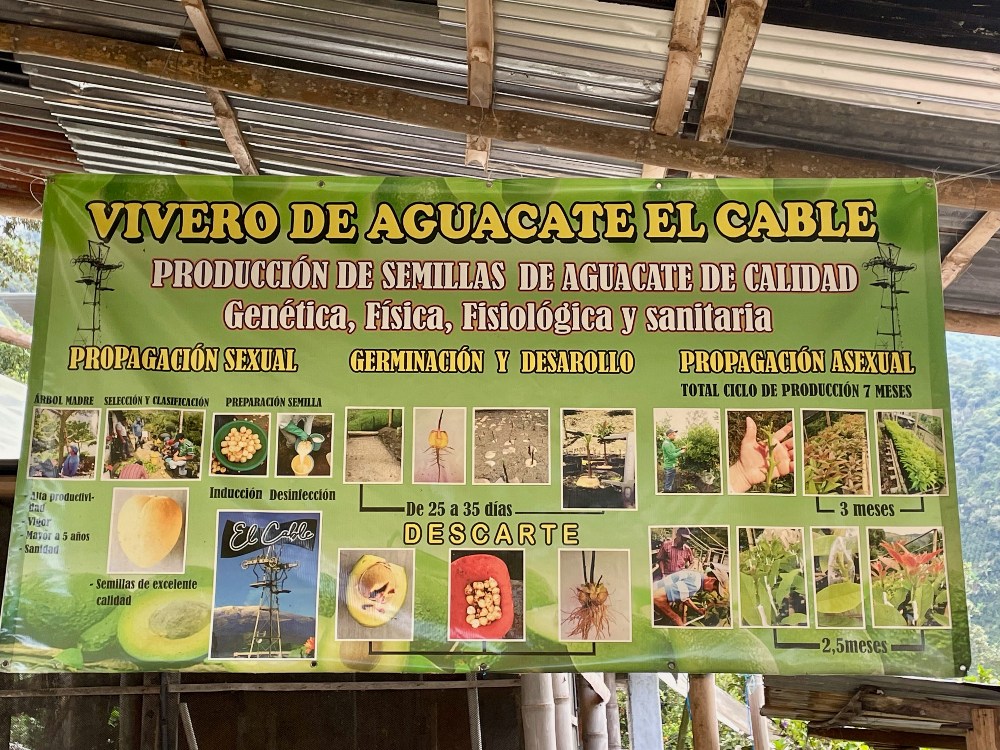 Plan Semilla Aguacate Herveo8 AGROSAVIA
