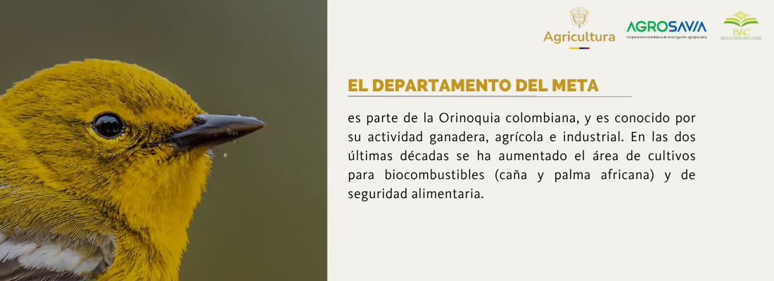 Aves Migratorias 2