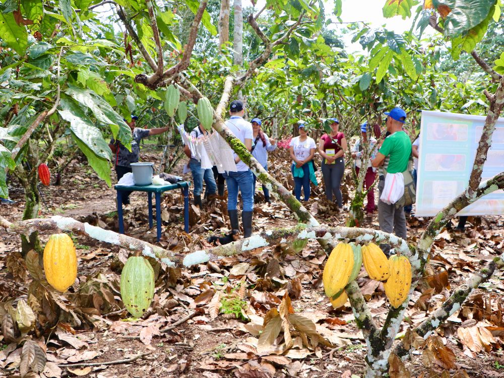 PV Territorial Putumayo7 AGROSAVIA