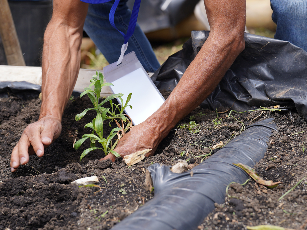 Microorganismos Benéficos Para Uchuva7 AGROSAVIA