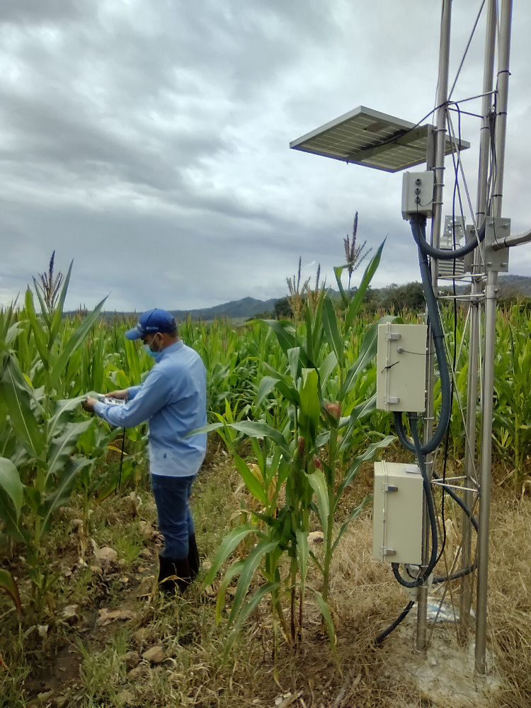 Achaparramiento Del Maíz Un Problema Serio, Para Una Solución Con Ciencia5 AGROSAVIA