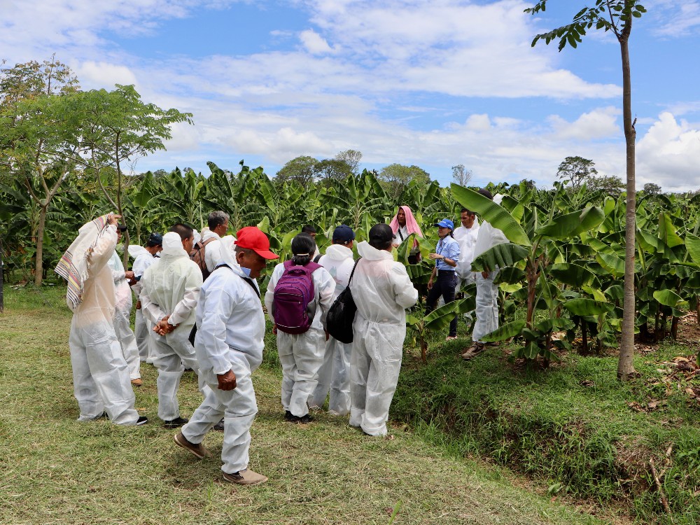 Dia Campo Plátano2 AGROSAVIA