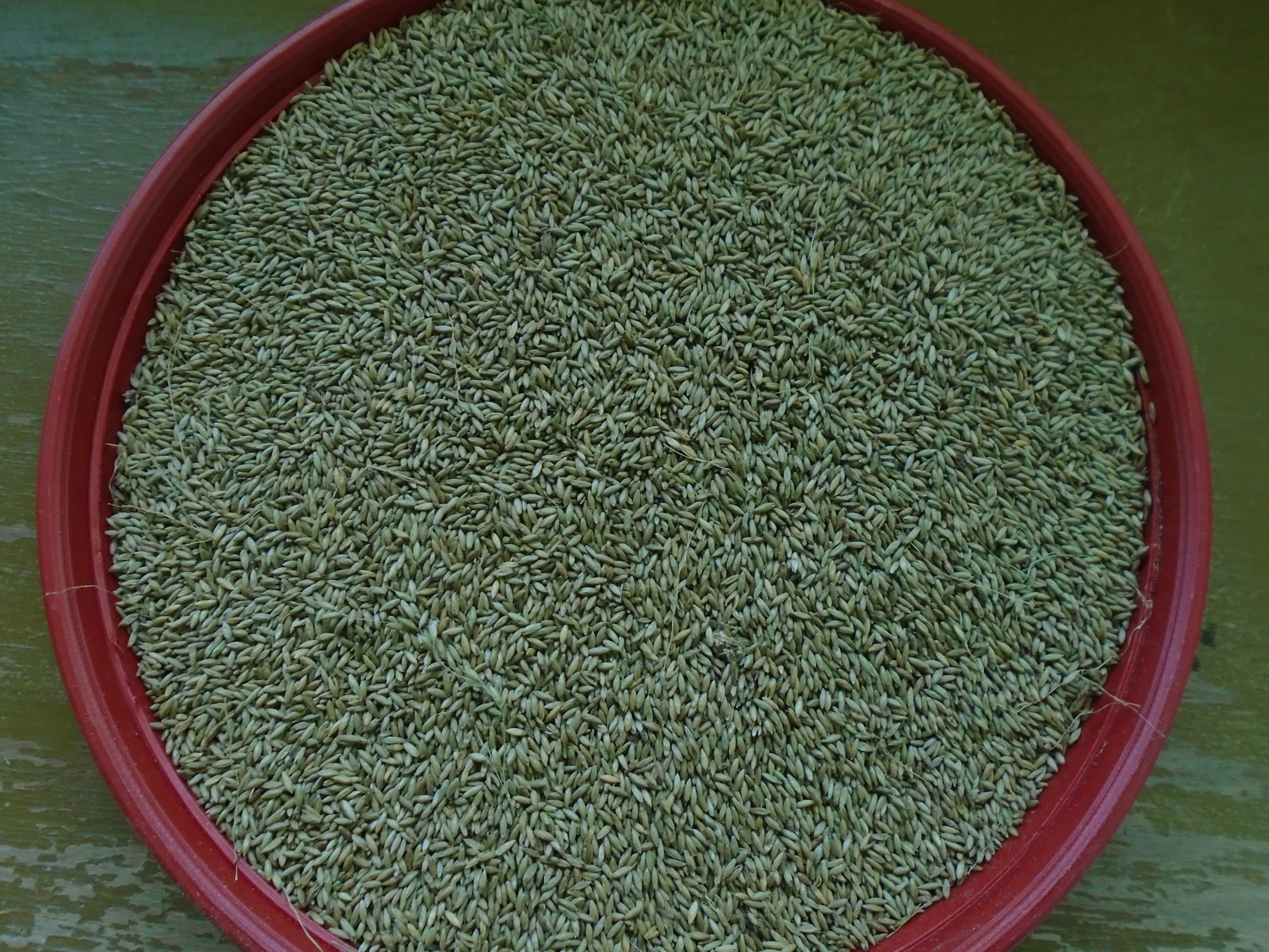 Semilla De Pasto Massai