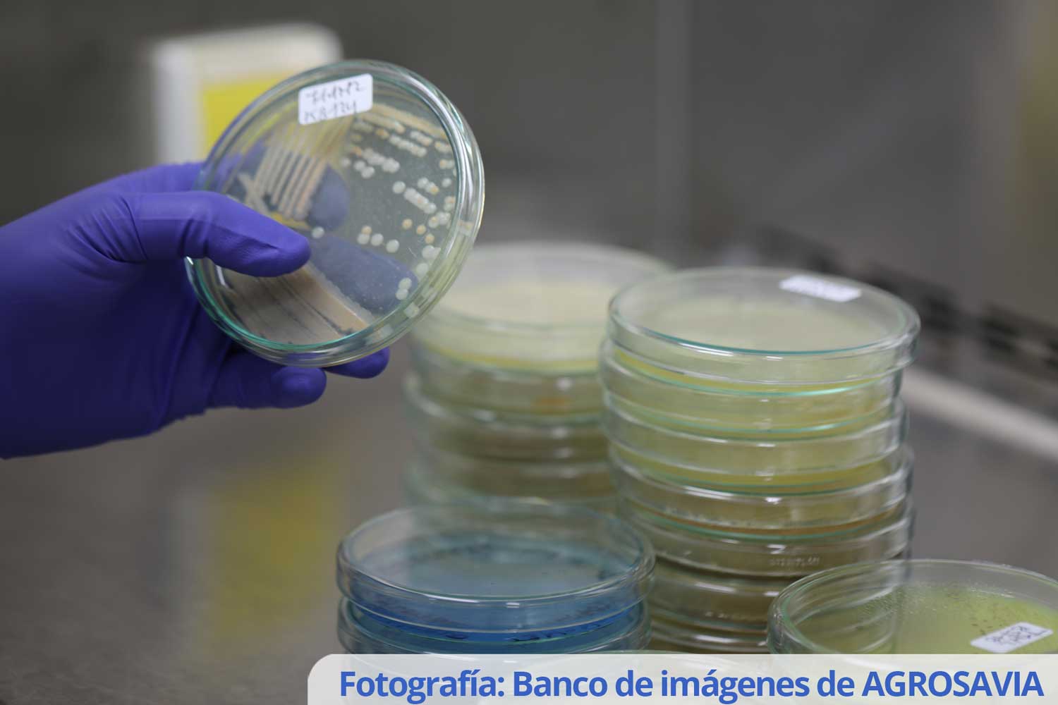 Análisis de calidad microbiológica de suelos