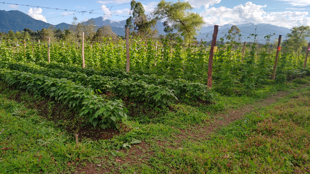 Fortaleciendo el sistema de producción de semilla de frijol en el Alto Putumayo