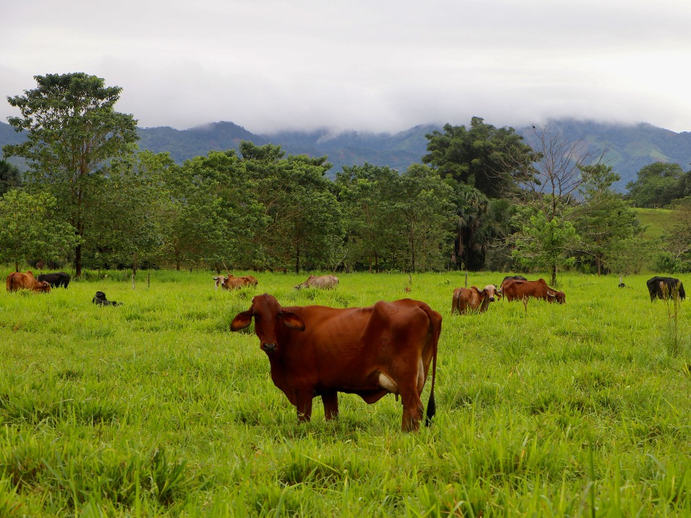 Transferencia De Embriones6 AGROSAVIA