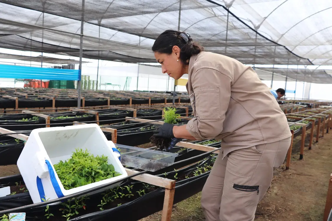 Avanza la reforestación en Cundinamarca: especies nativas que sanan la tierra y enraízan la cultura ambiental 