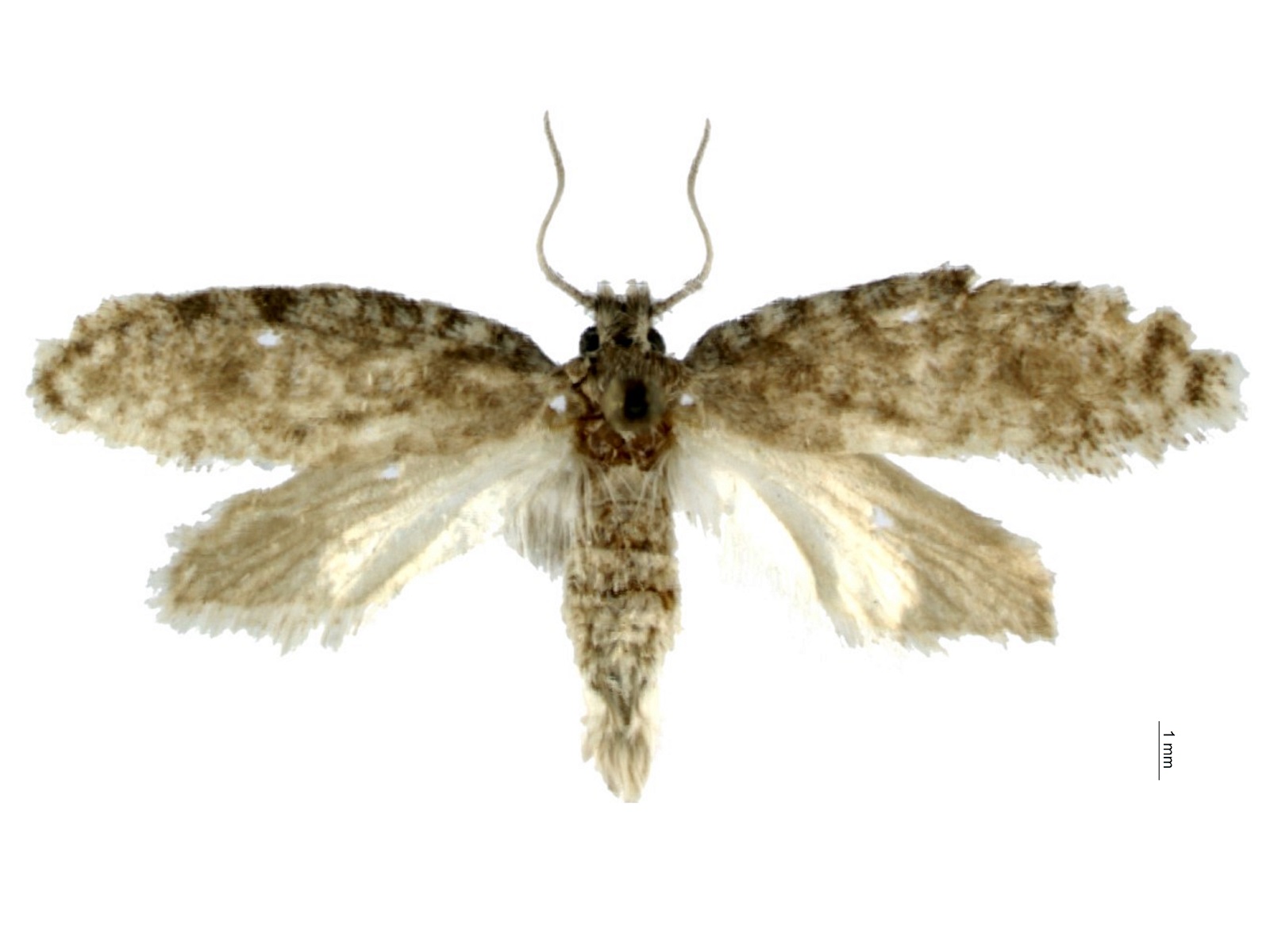 Tiquadra sp.