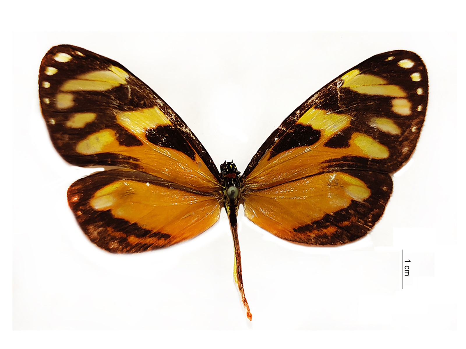 Ithomia sp. 