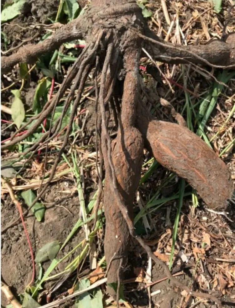 Cuerodesapo2 Fotor Webp