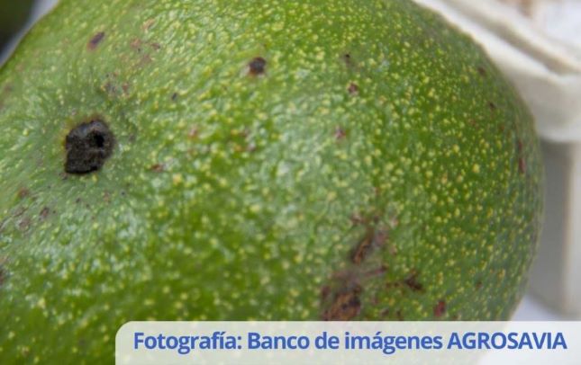 Monitoring recommendations for avocado phytosanitary management and surveillance