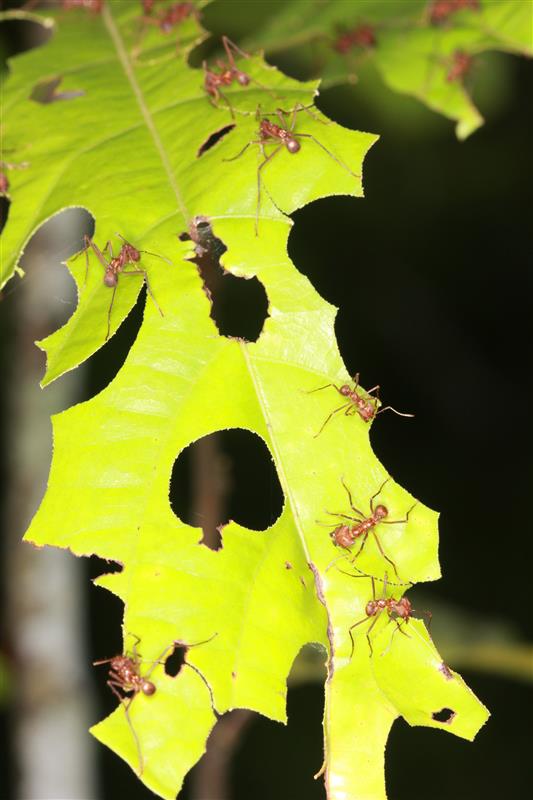 Manejo, Paisaje Y Microhabitat Cacao4