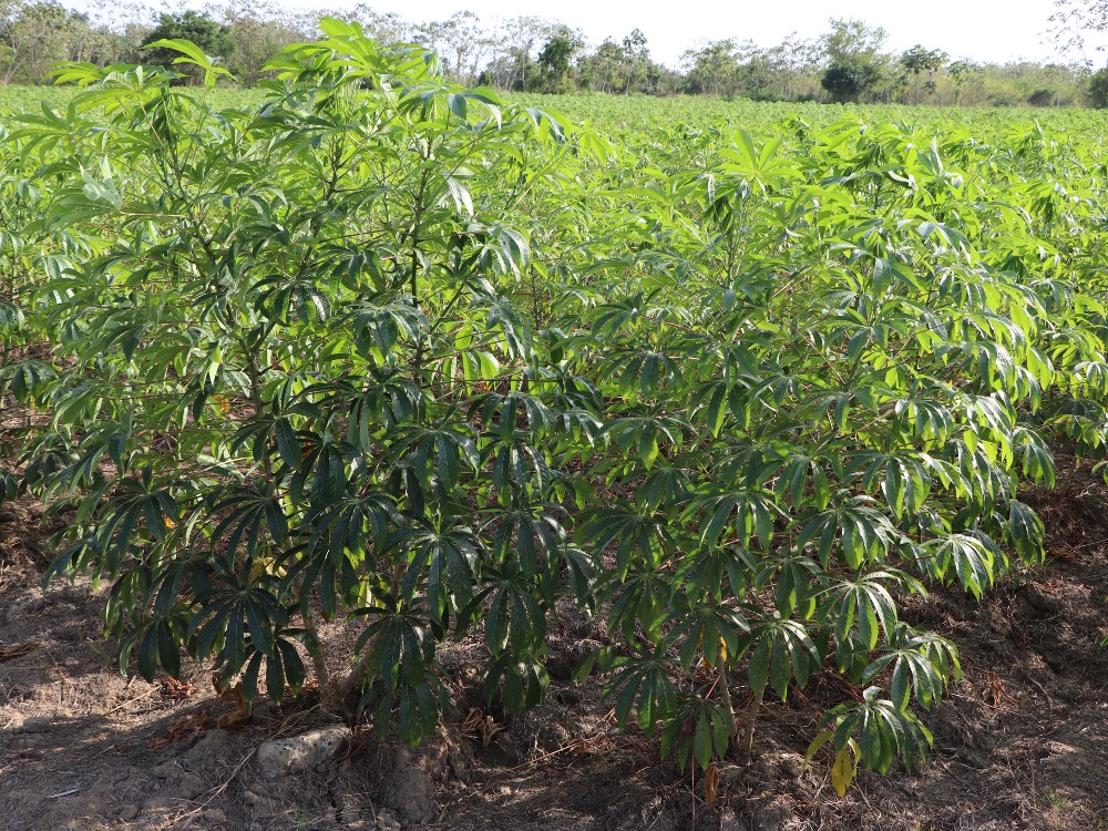 El MADR da apertura, en manos de AGROSAVIA, el Plan Yuca País en su fase I