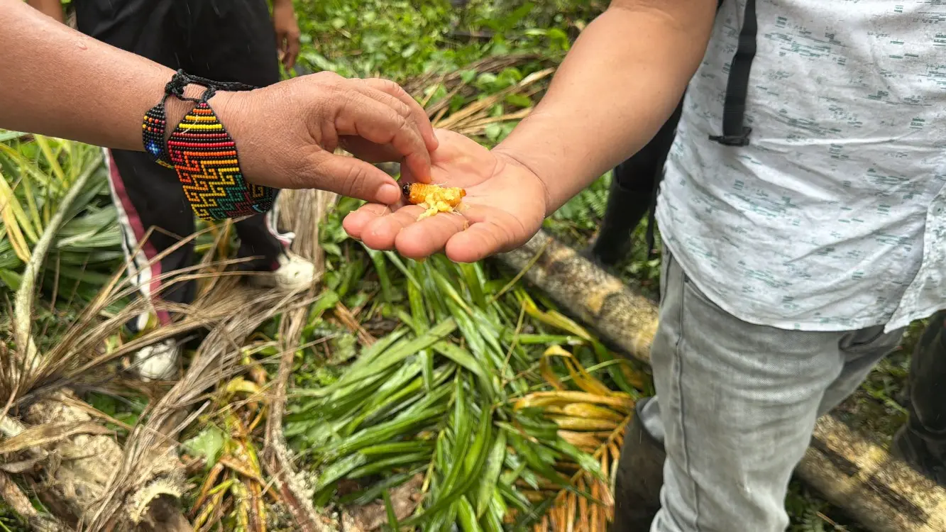 AGROSAVIA Fortalece La Conservación Y Producción De Chontaduro4 Fotor Webp
