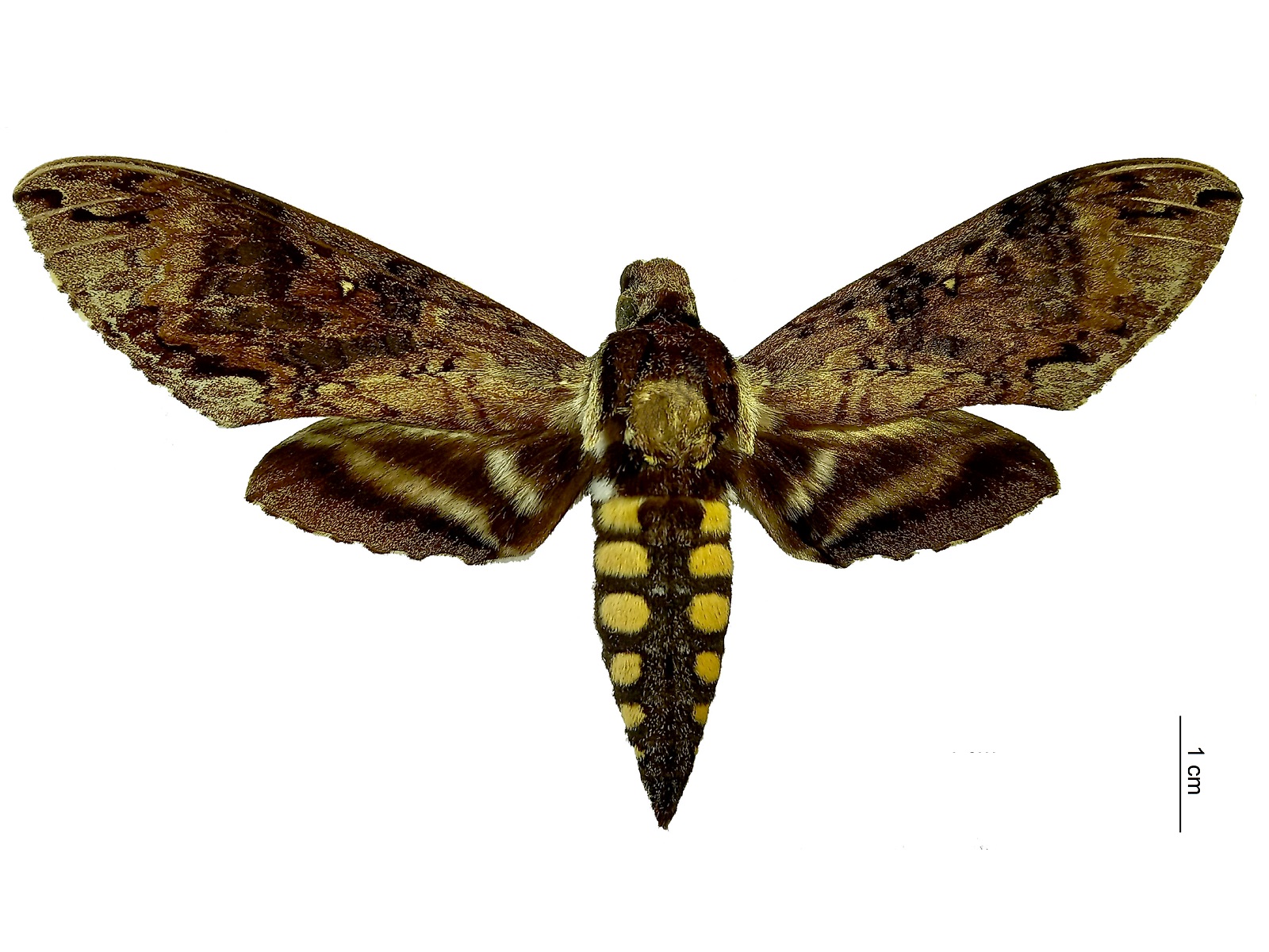 Manduca pellenia (Herrich-Schäffer, 1854) 