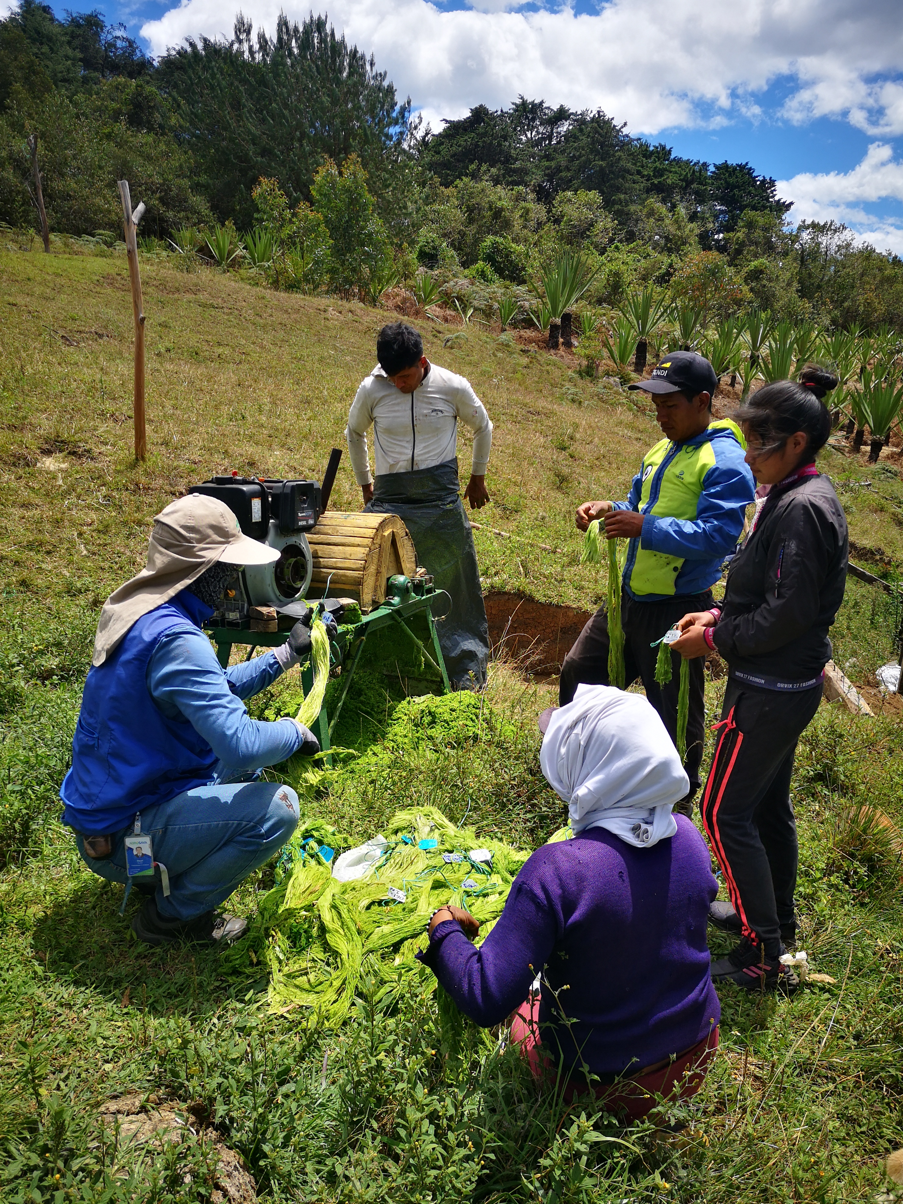 Extracción fibra de hoja de piña