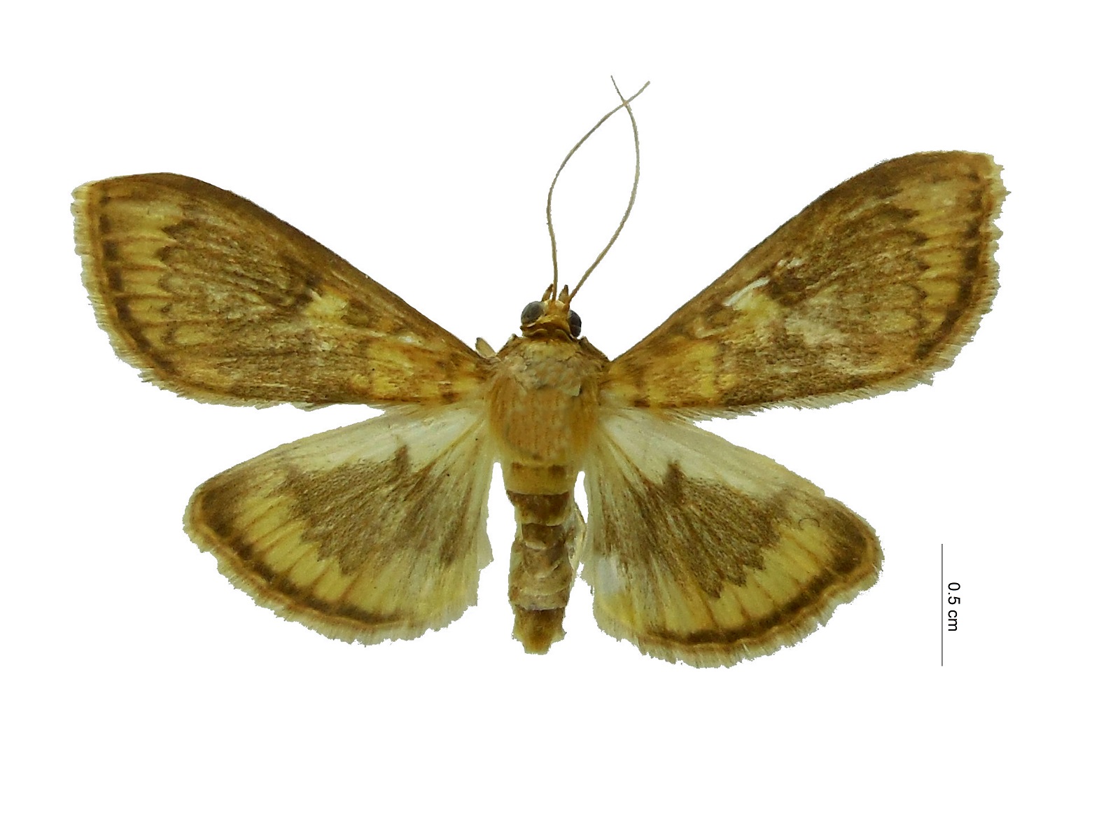 Maracayia chlorisalis (Walker, 1859) 