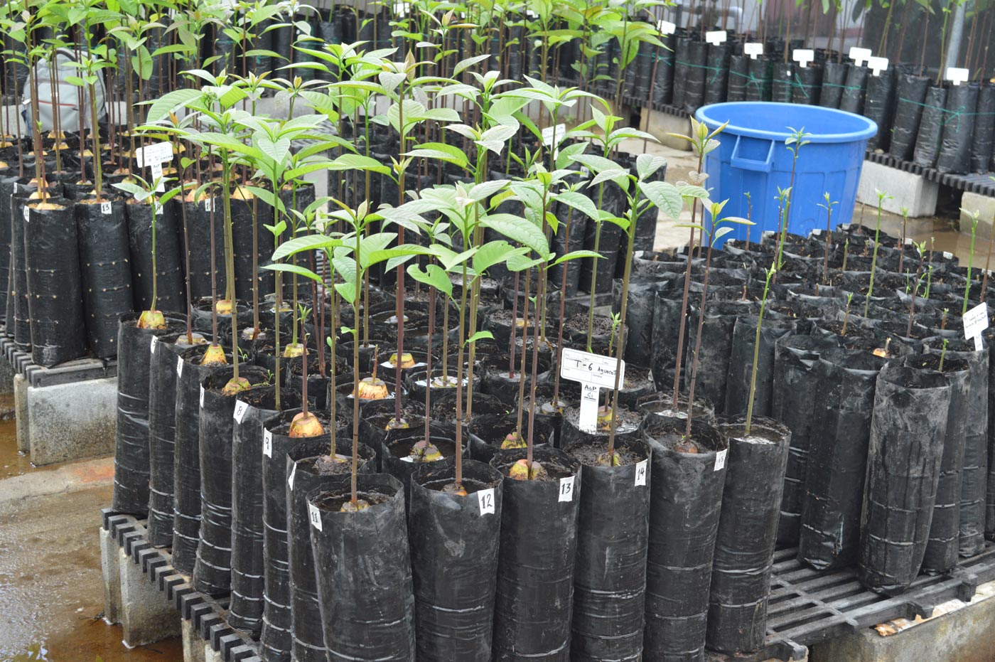 Manejo de semillas, sustrato y riego en vivero para aguacate