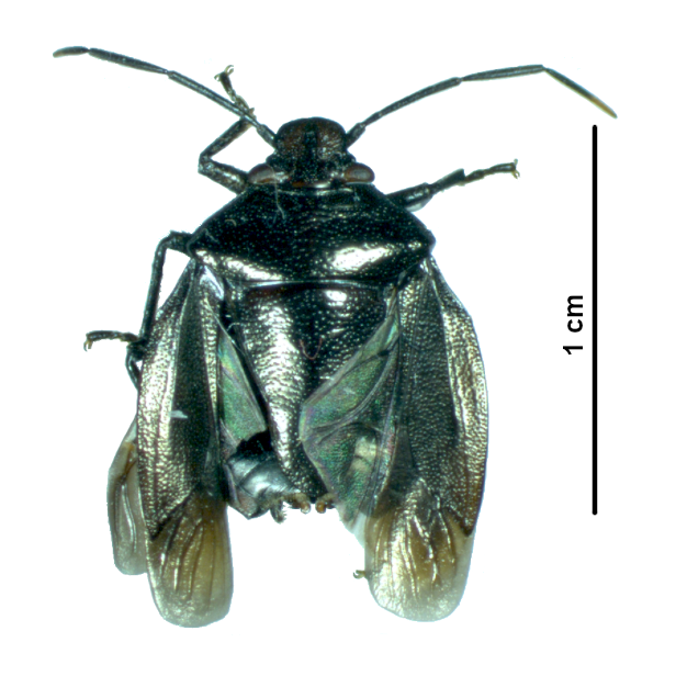 A Tripterus