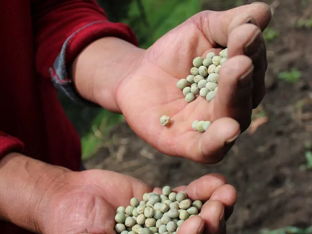 Alianzas que hacen crecer el campo