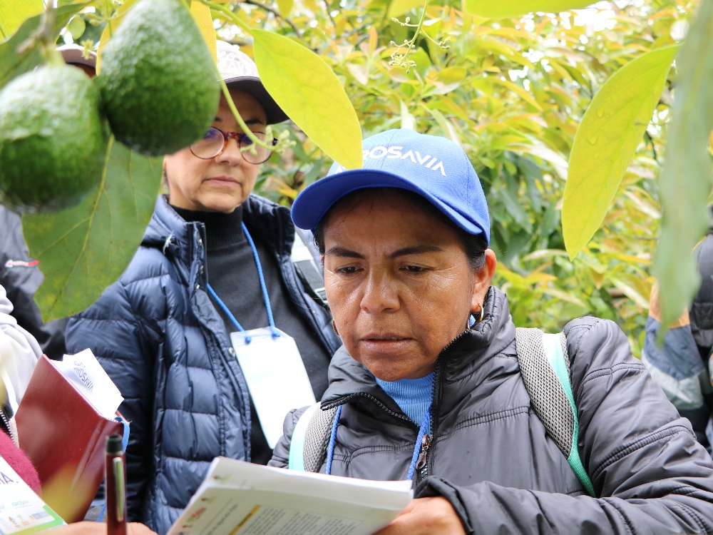 SGR Aguacatehass4 AGROSAVIA