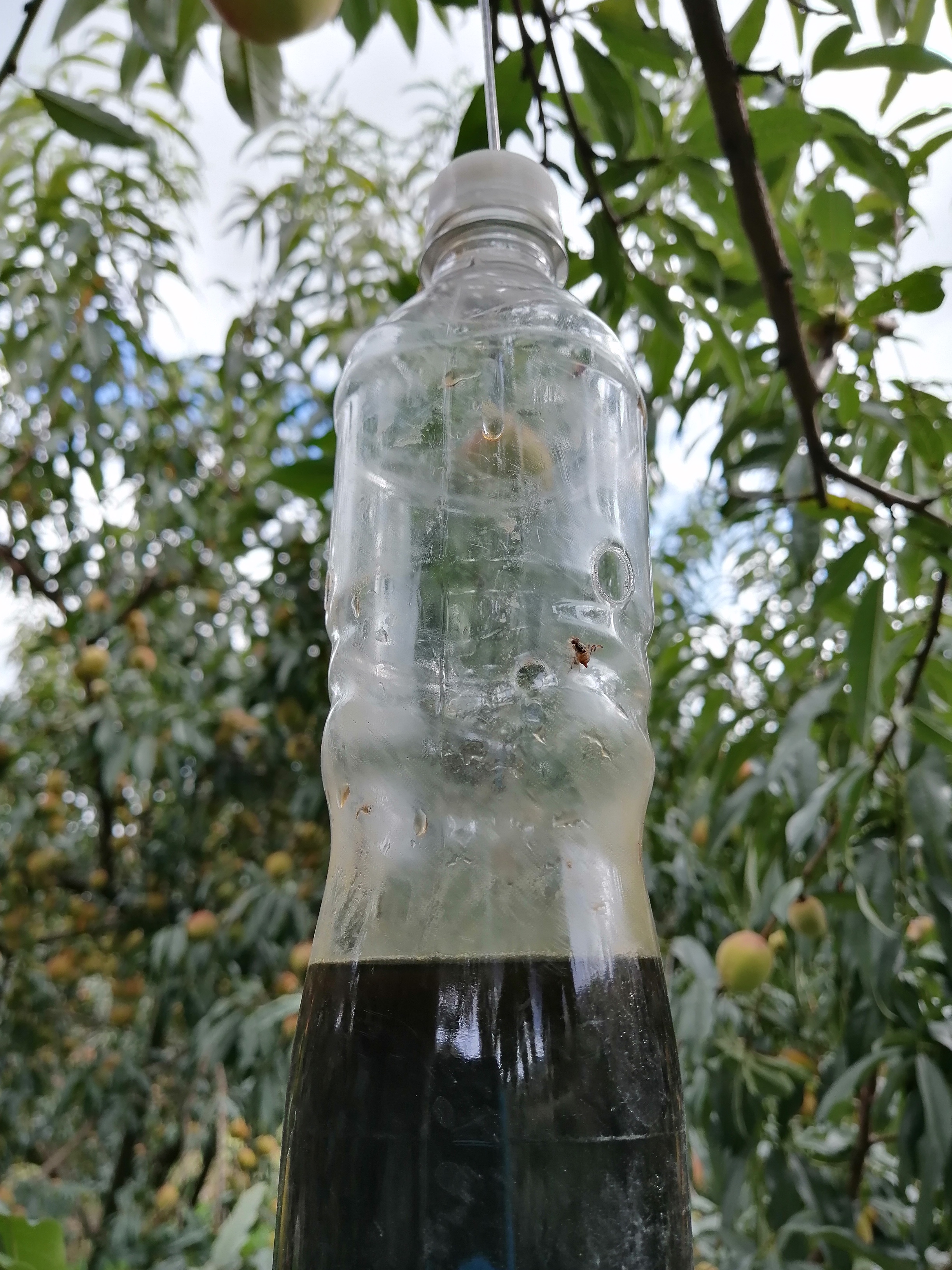 10. Botella Proteina Jugos