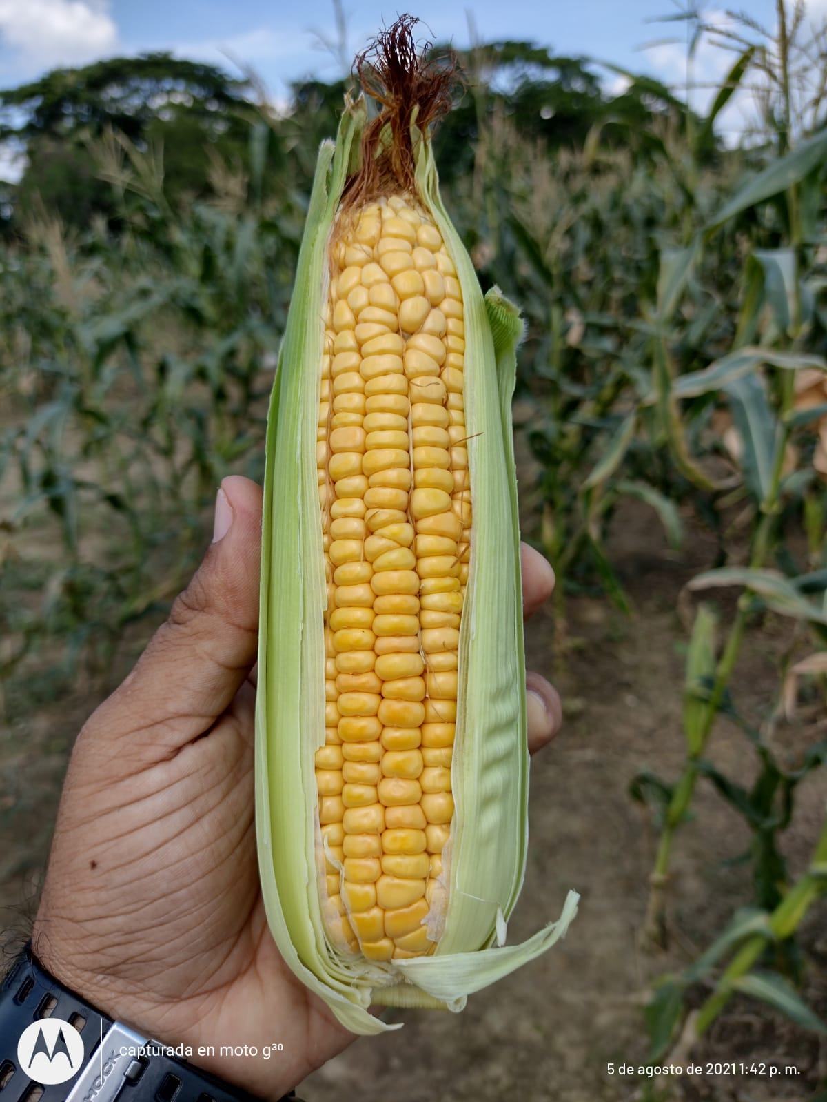AGROSAVIA V-116 Hawaii. Variedad de maíz de grano dulce de color amarillo naranja.