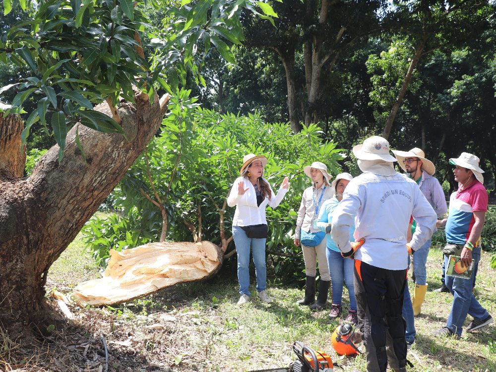 AGROSAVIA Capacitó A Productores De Mango En El Departamento Del Magdalena2 AGROSAVIA