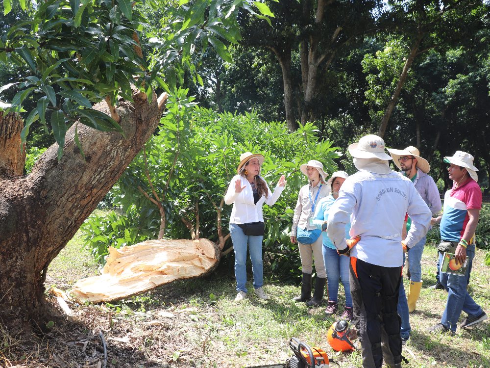 AGROSAVIA Capacitó A Productores De Mango En El Departamento Del Magdalena2 AGROSAVIA