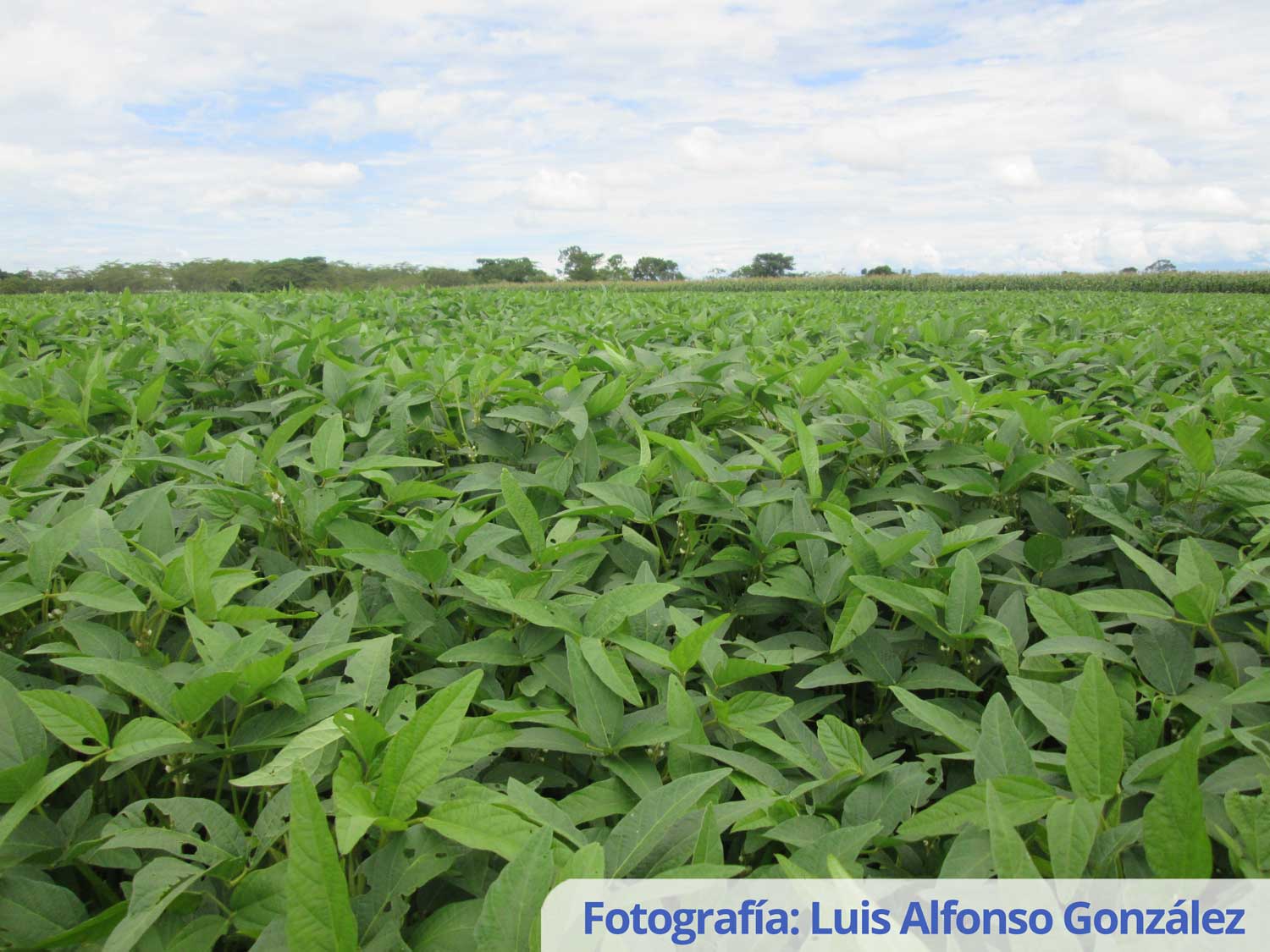 Variedad de soya CORPOICA ACHAGUA 8