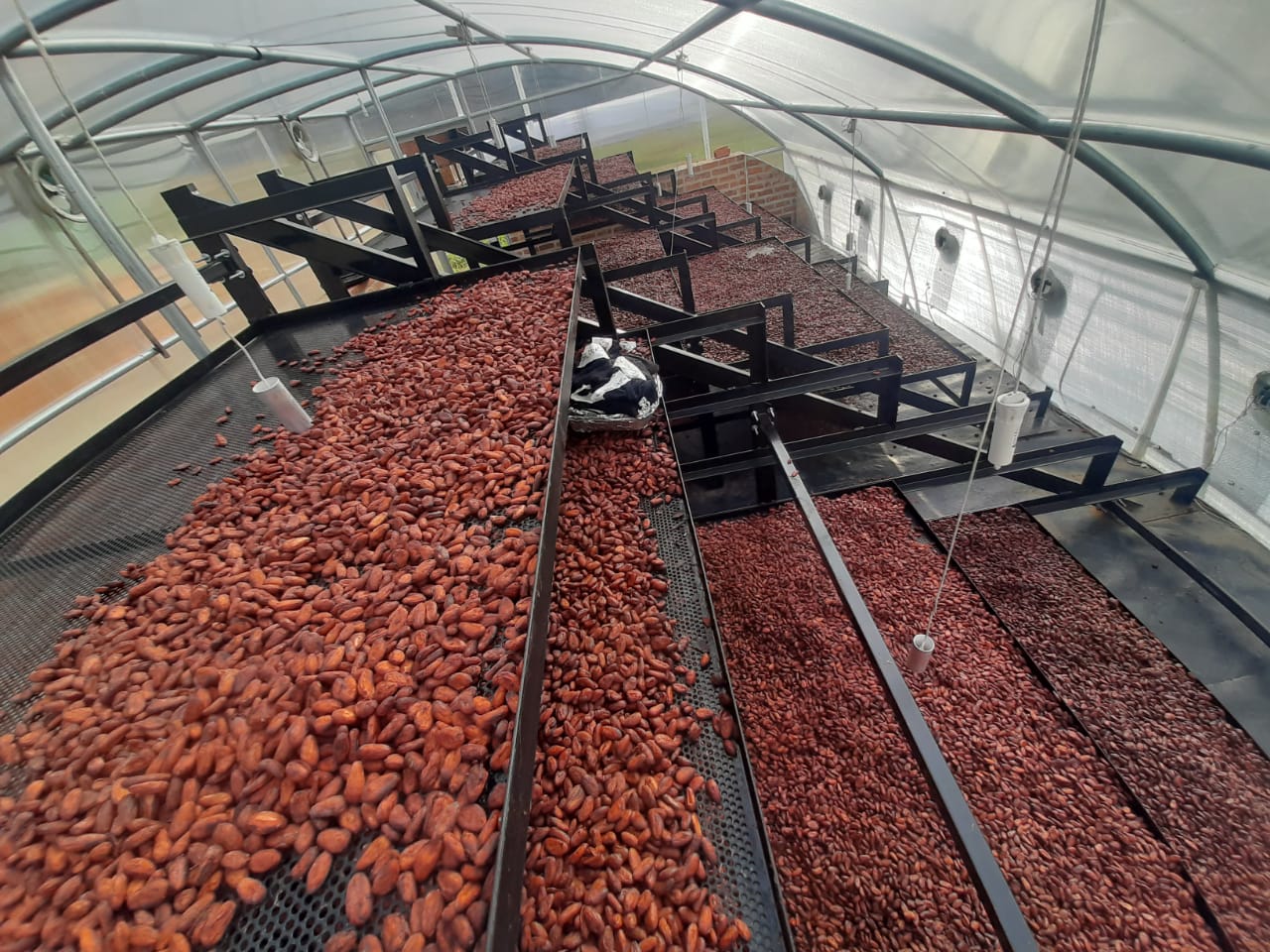 Equipo para el secado de cacao de alta eficiencia energética y fotovoltaico