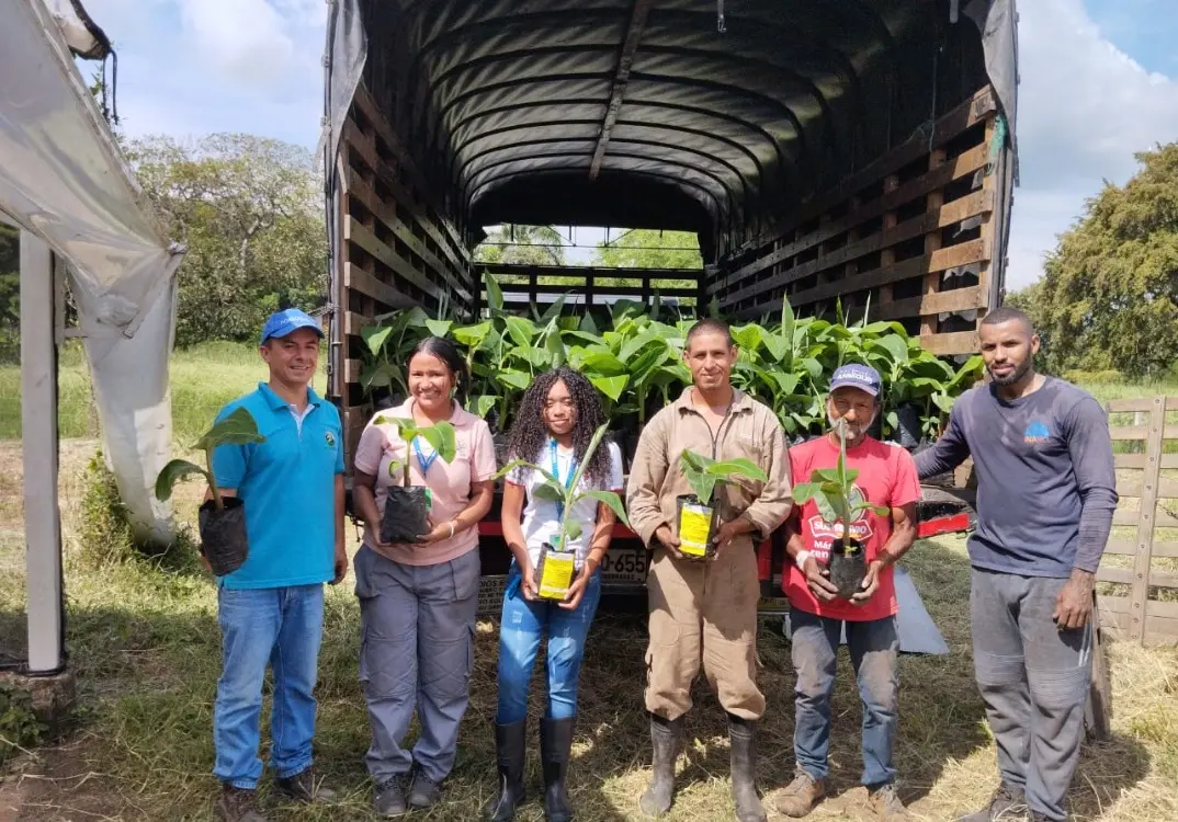 Increase the productivity of your crop with selected Dominico Hartón