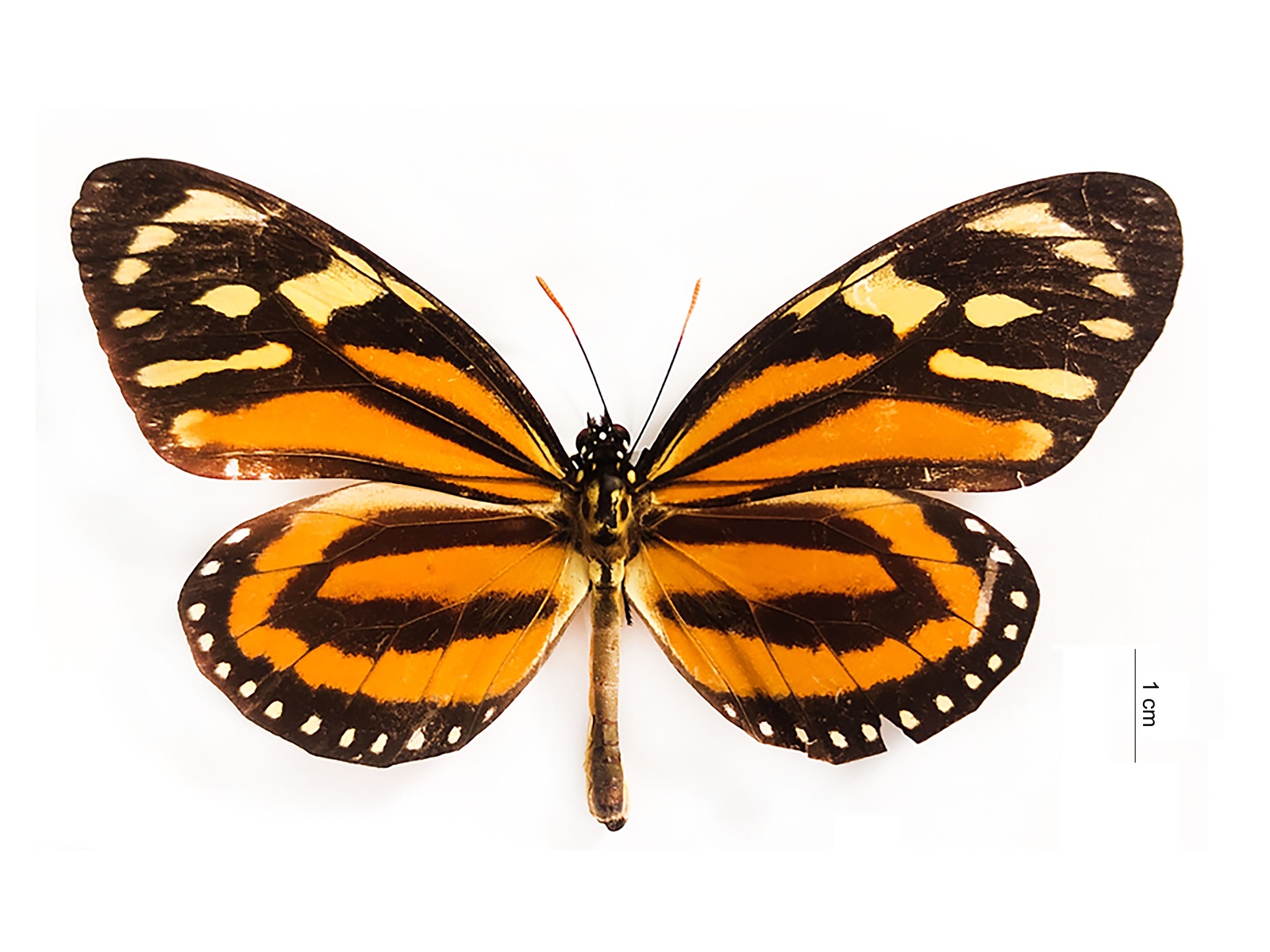 Lycorea halia (Hübner, 1816) 