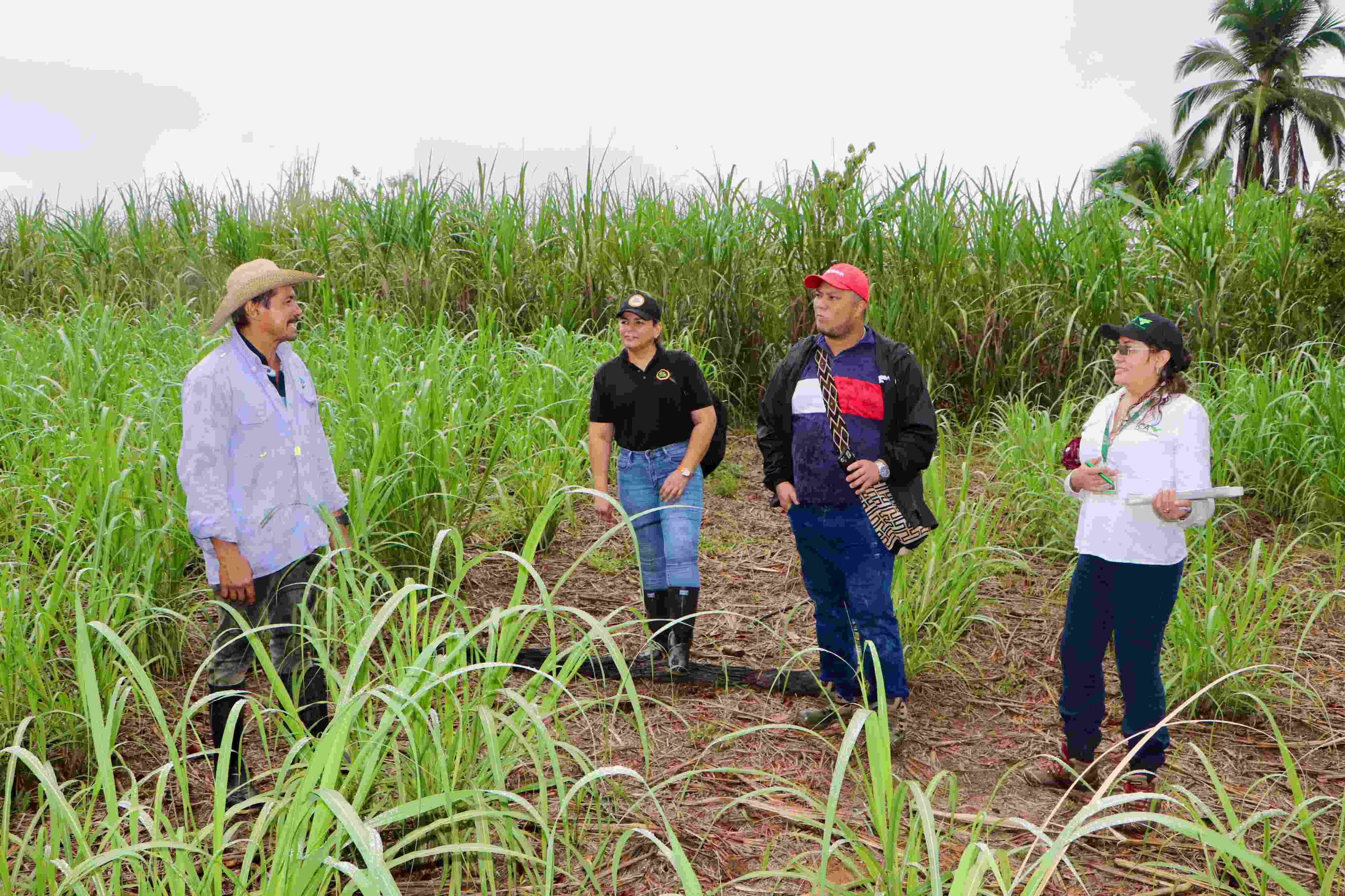 AGROSAVIA fortalece sistemas locales de producción de semilla de calidad de pequeños productores paneleros en Caquetá