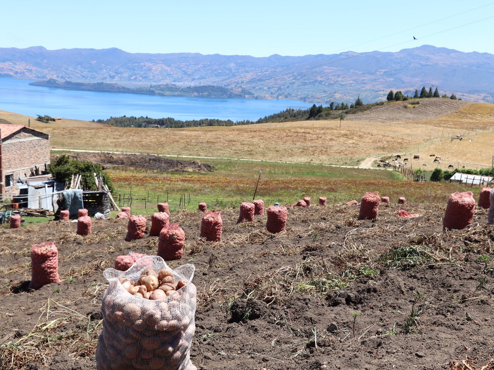 Productores De La Cuenca Del Lago De Tota Comprometidos Con Alcanzar La Sostenibilidad10 AGROSAVIA