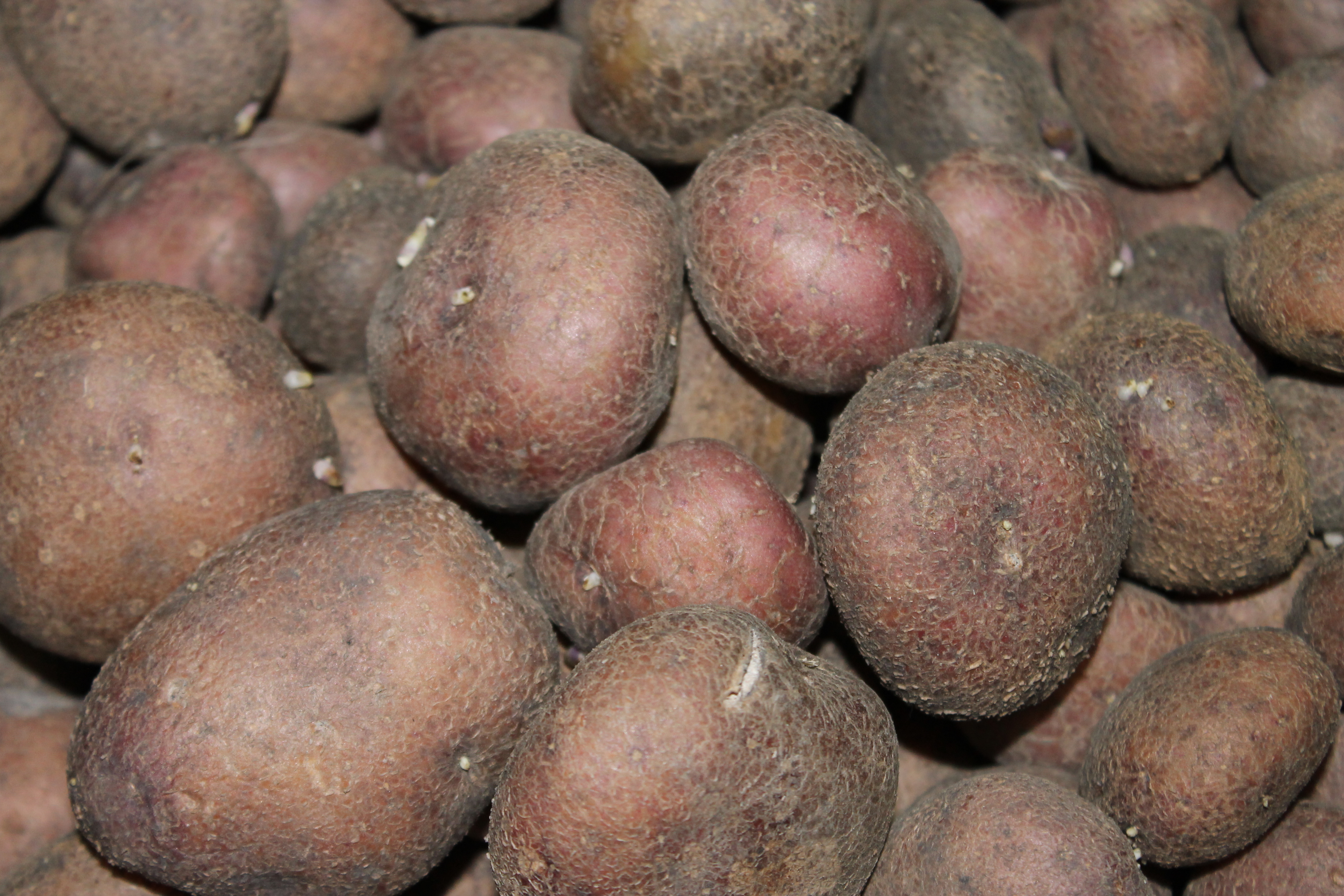 Diacolcapiro 1