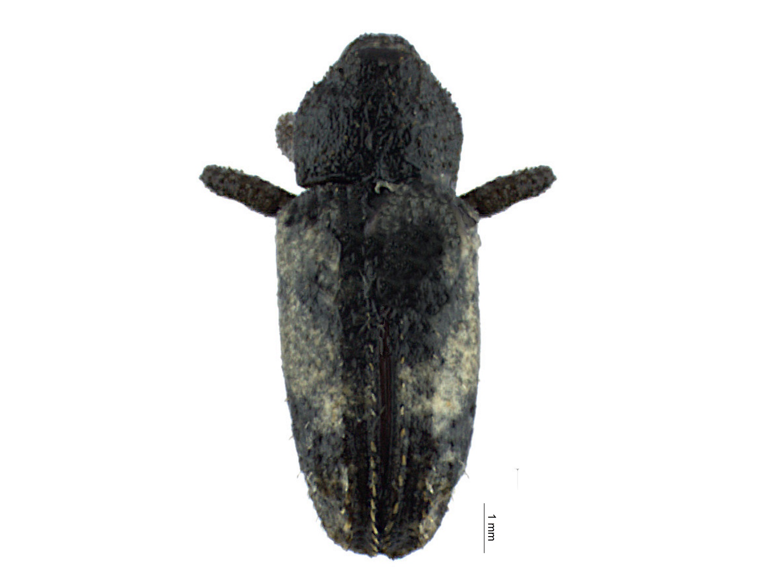 Coelosternus sp. 