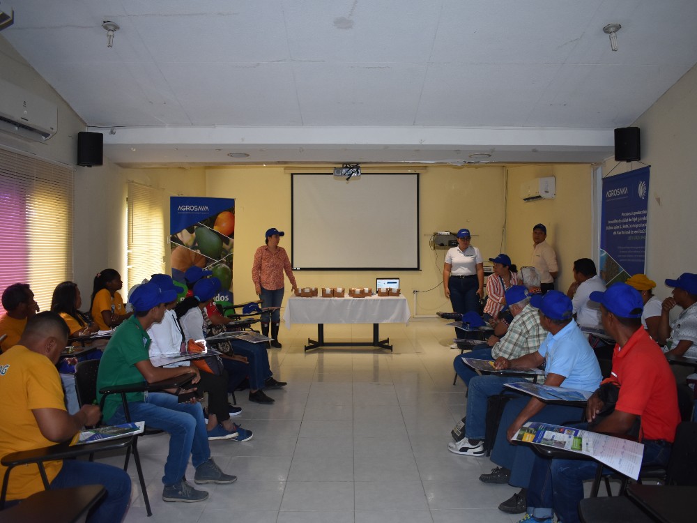 AGROSAVIA Fortalece Asociaciones De Productores De Fríjol Guandul Para Producir Semilla De Calidad3 AGROSAVIA