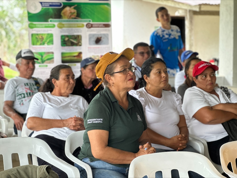 Semillas De Esperanza Pequeños Productores De Mesetas Reciben Un Impulso Para El Cultivo Del Maíz2 AGROSAVIA