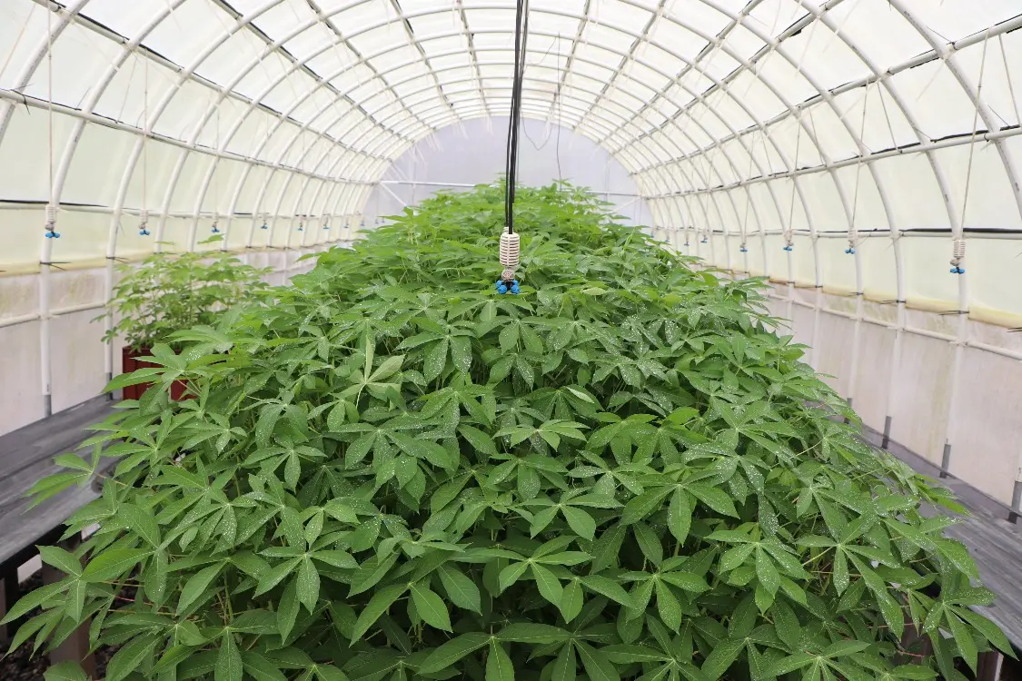 Sistemas De Túneles De Yuca4 Fotor Webp