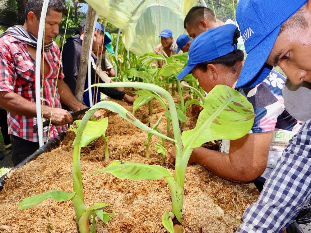 Putumayo Cosecha De Rebrostes3 AGROSAVIA