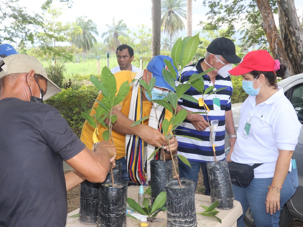 AGROSAVIA Brinda Acompañamiento Técnico Para Impulsar Cultivo De Marañón En La Región Caribe2 AGROSAVIA
