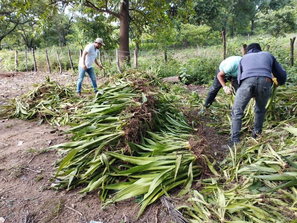 Fiqueña® en centros de beneficio: un aporte a la revolución de la agroindustria del fique bajo el enfoque de sostenibilidad