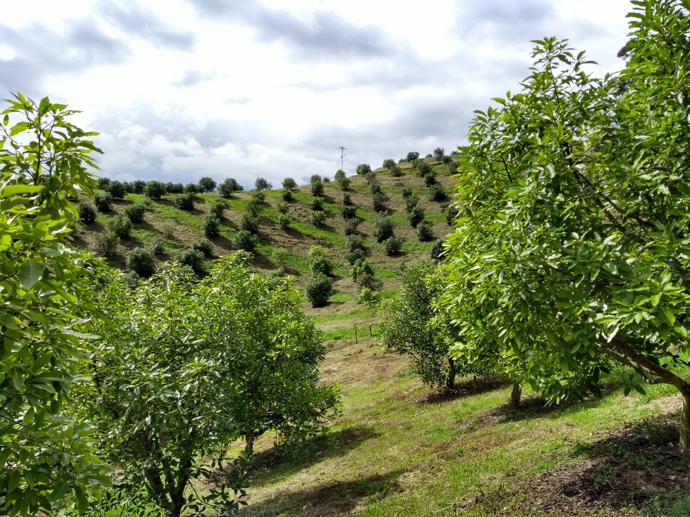 Aguacate Hass será protagonista en seminario gratuito de AGROSAVIA