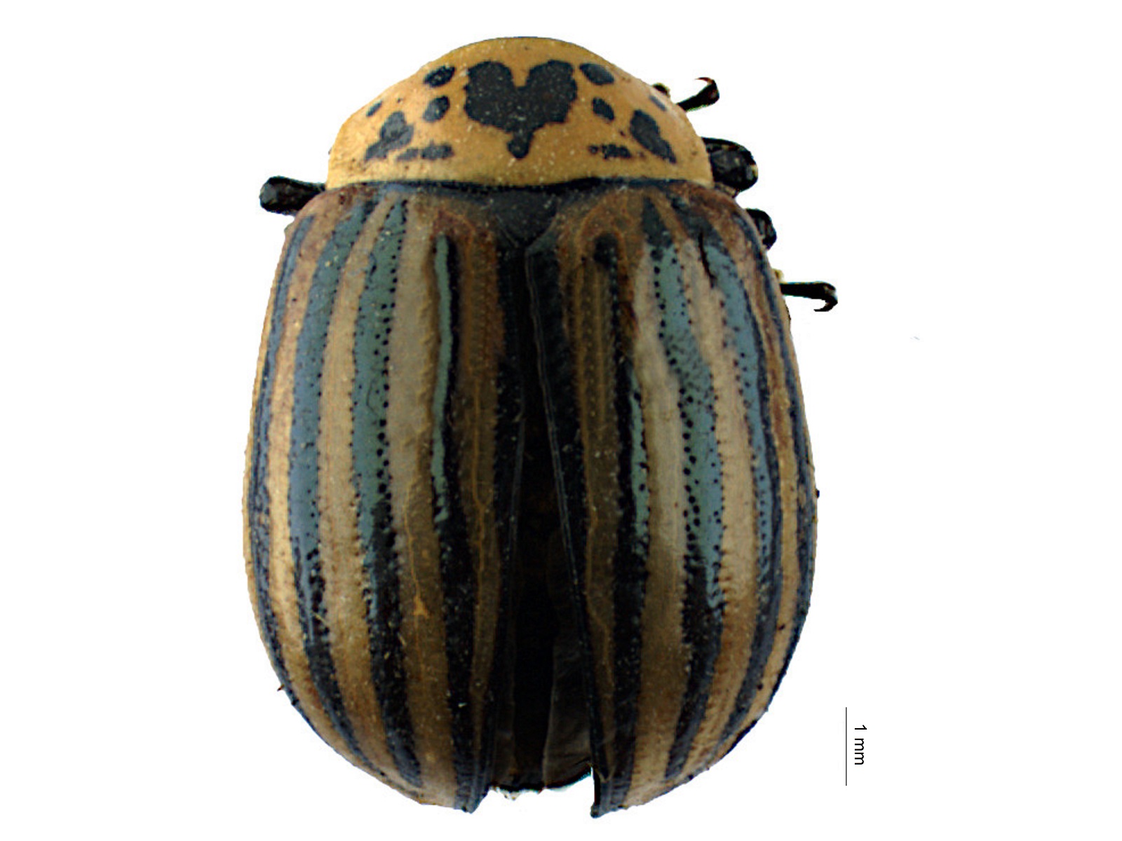 Leptinotarsa undecimlineata (Stål, 1859) 