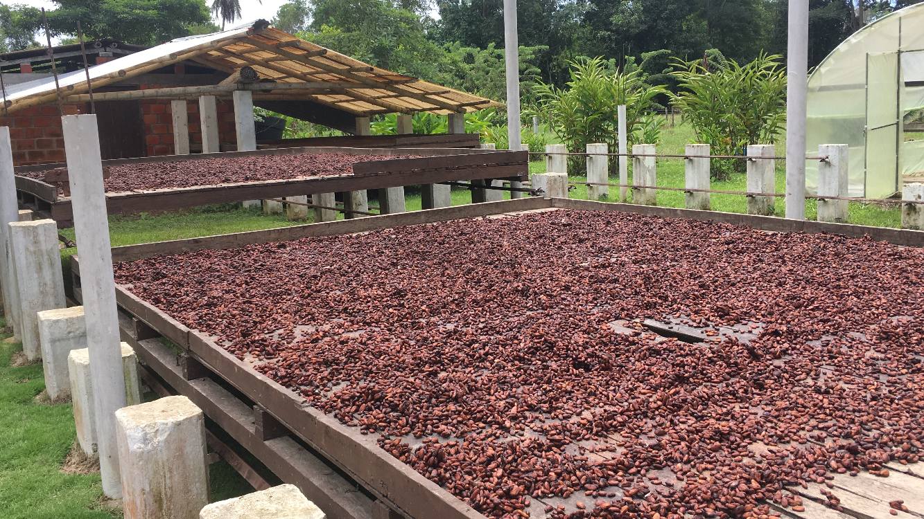 Perspectivas sobre la presencia de cadmio y su gestión en la producción de cacao