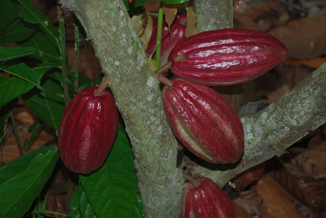 Fomento De Cacao4 AGROSAVIA