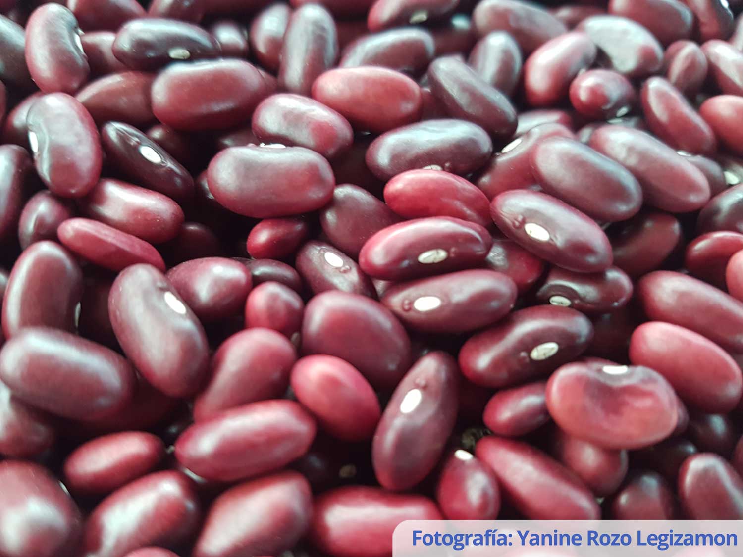 Biofortified bean cultivar Corpoica Rojo 39